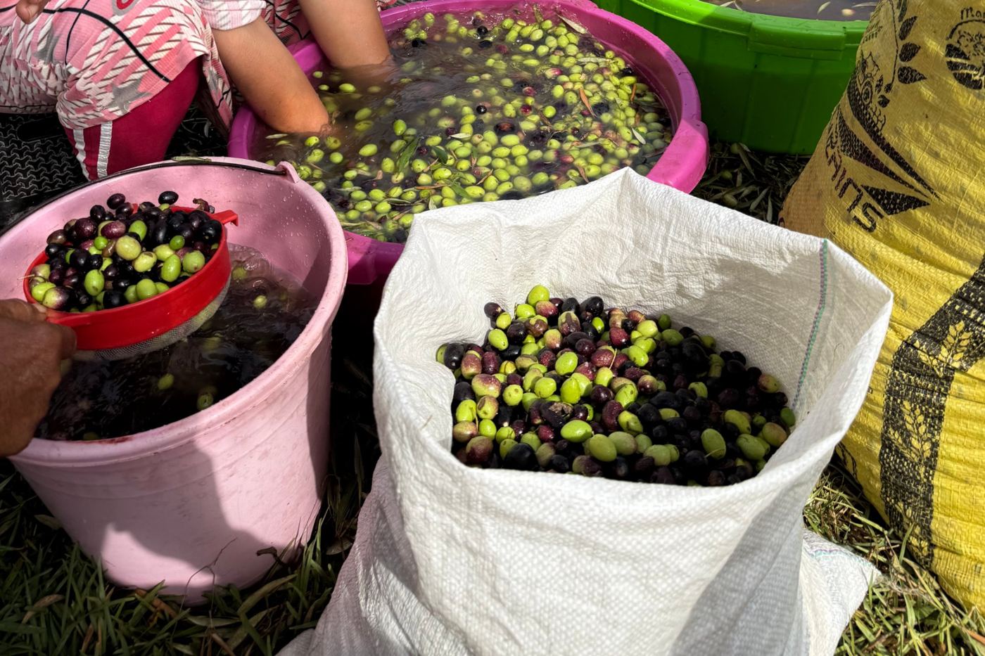 Bassines d'olives lavées et sacs prêts pour le moulin