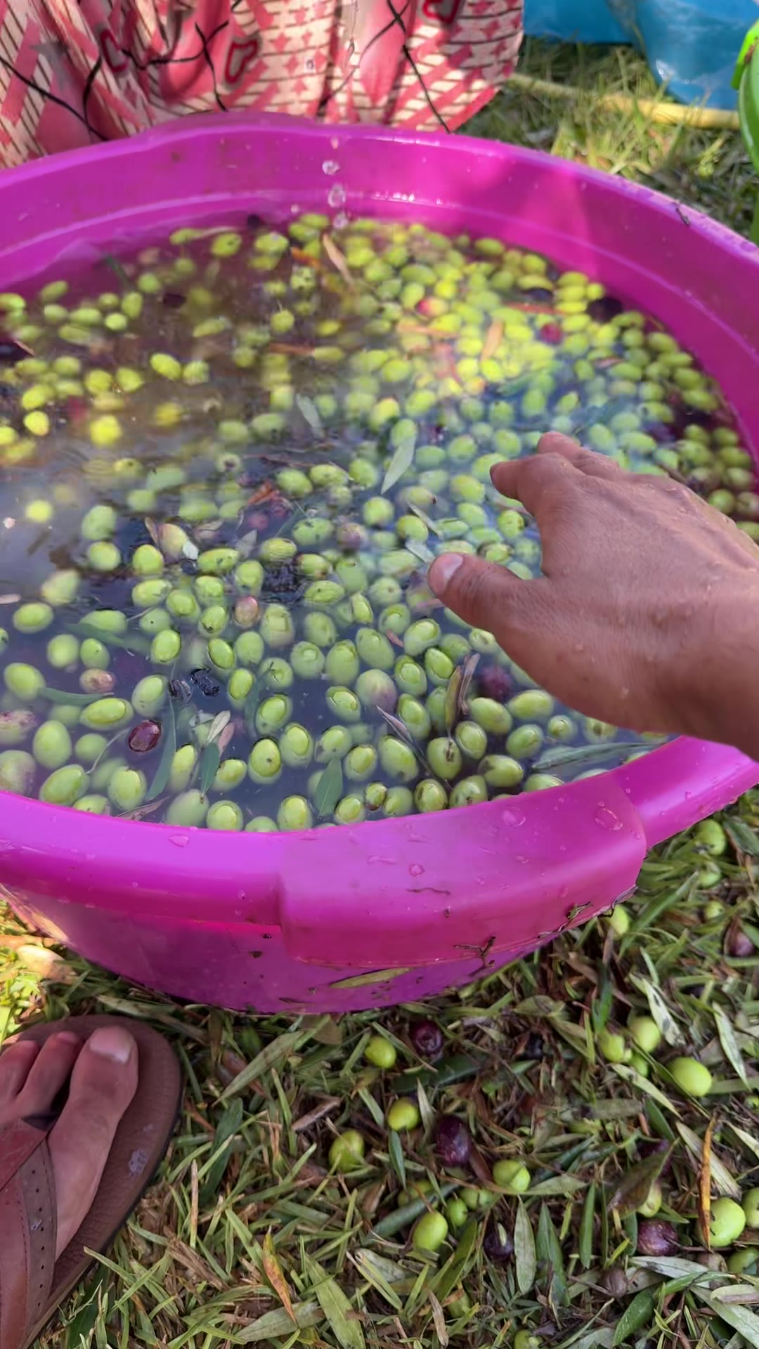 Olives lavées à la main dans une bassine